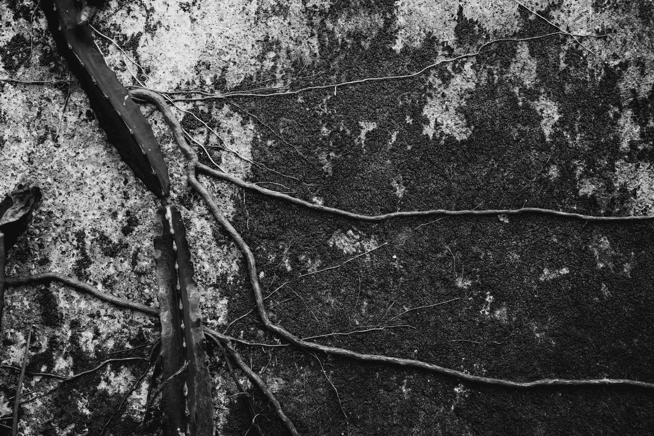 Menu Black and white close-up of vines growing over a textured, moss-covered wall, creating a natural pattern.